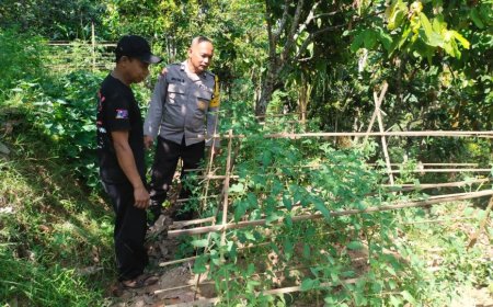 Kebun Sayuran Durenan, Lahan Warga Dimanfaatkan untuk Mendukung Ketahanan Pangan