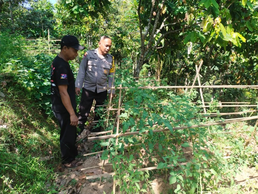 Kebun Sayuran Durenan, Lahan Warga Dimanfaatkan untuk Mendukung Ketahanan Pangan