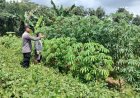 Bhabinkamtibmas Ajak Warga Menanam Tanaman Pangan di Polybag